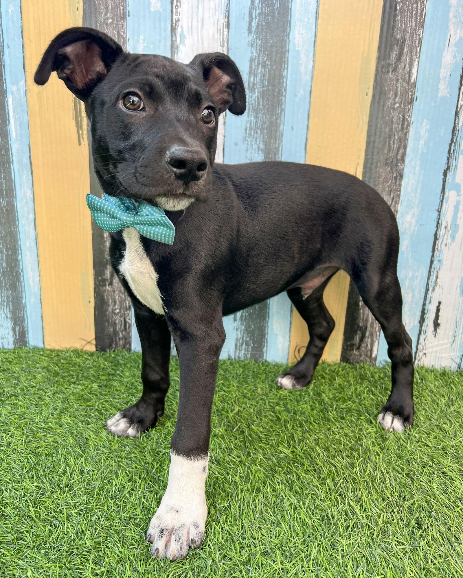 Enlarge Franklin, a Adopted Pit Bull Terrier in Corona, CA image 2/3