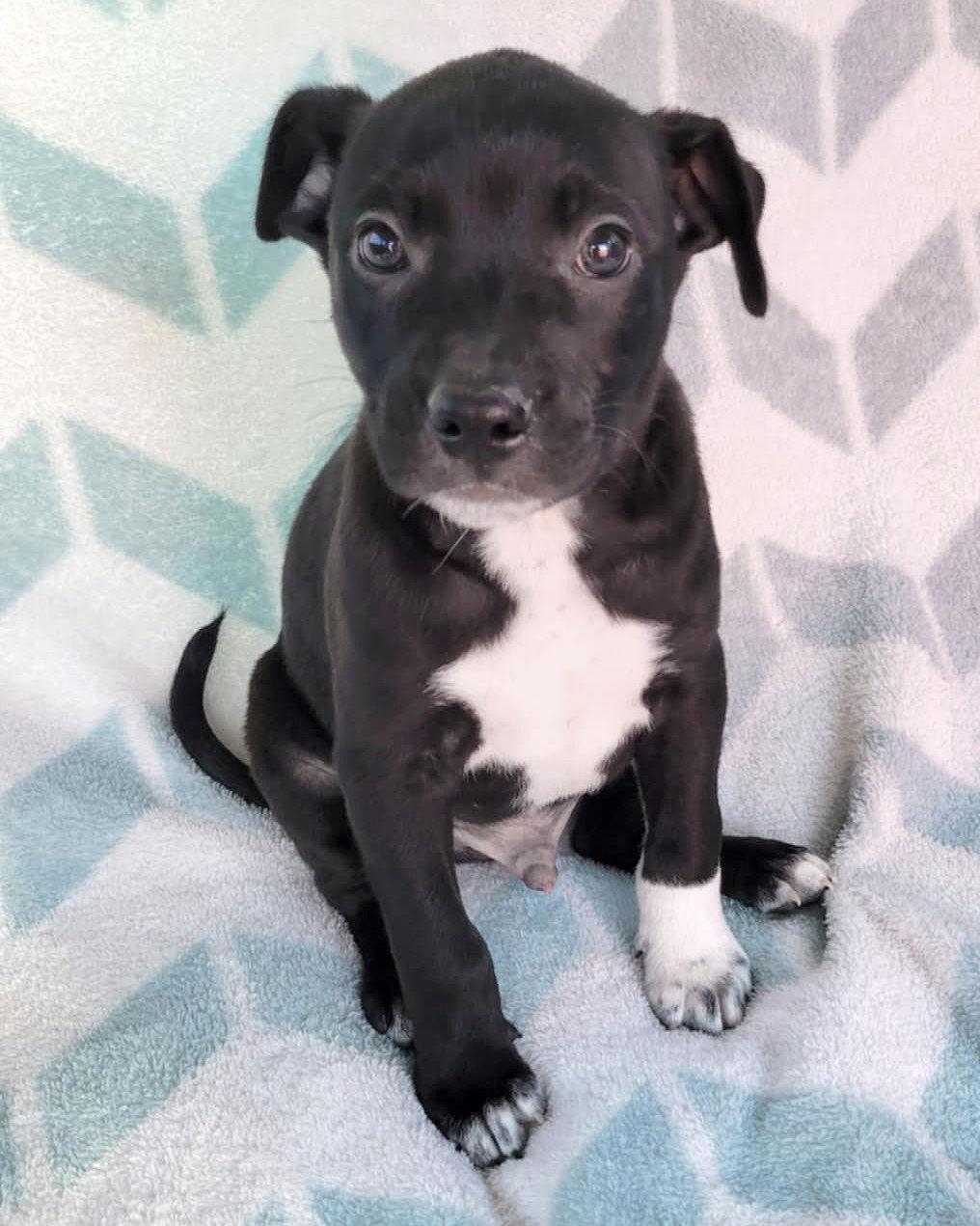 Enlarge Franklin, a Adopted Pit Bull Terrier in Corona, CA image 3/3