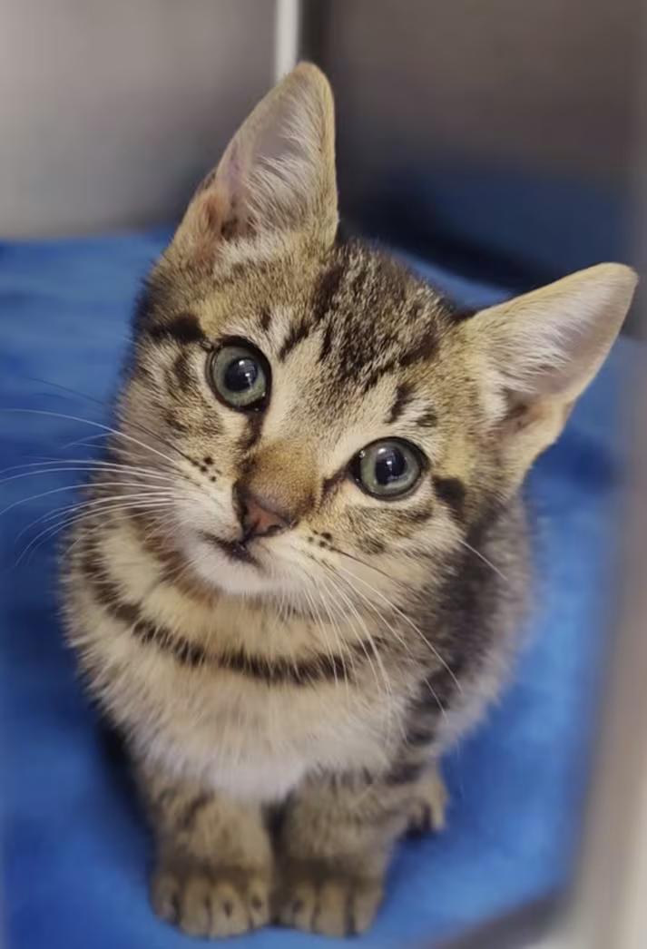 Forest, ADOPTABLE, Kitten Male Domestic Short Hair & Tabby.