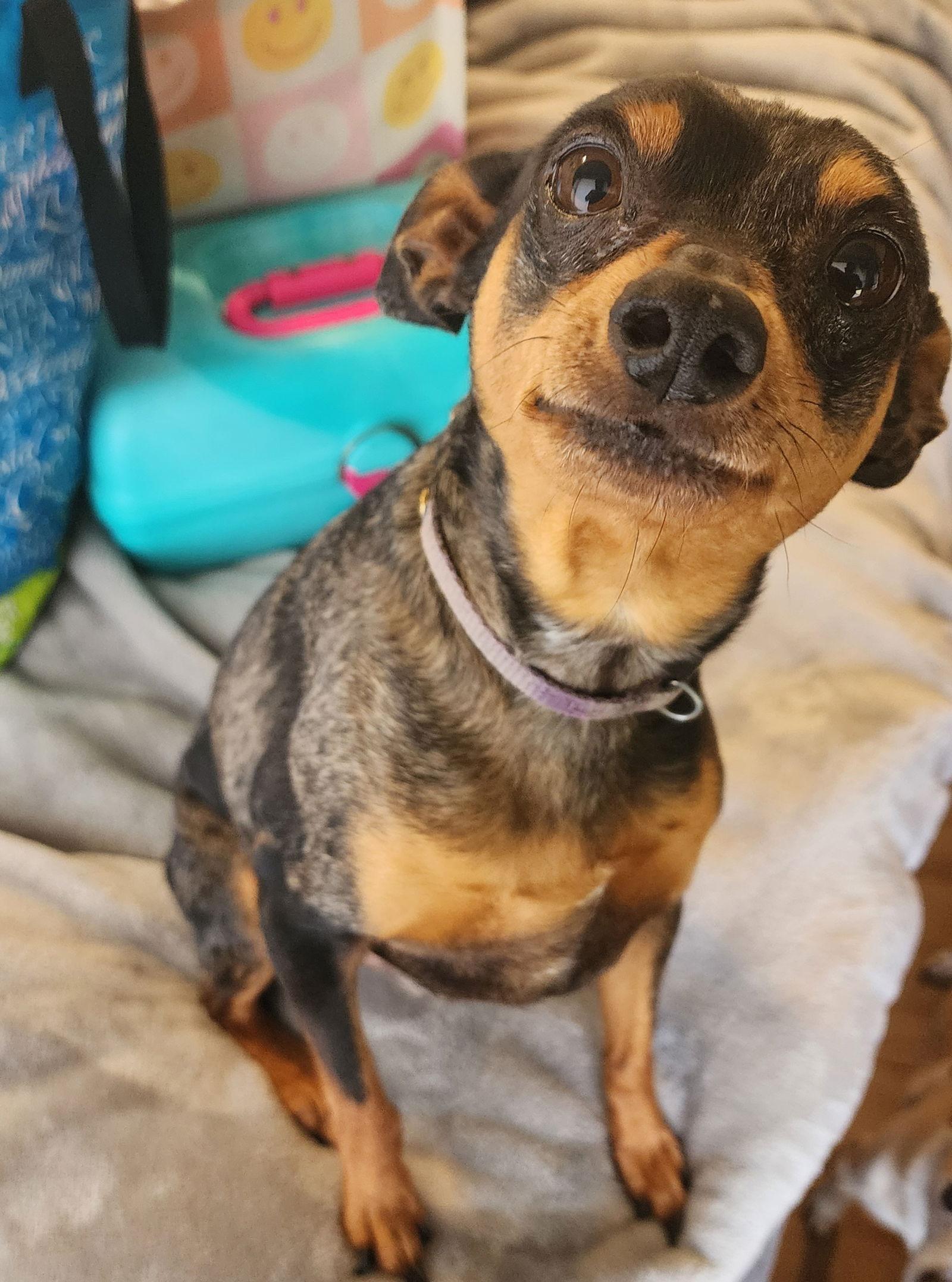 Hank, a Adopted Miniature Pinscher in San Diego, CA image 1/3