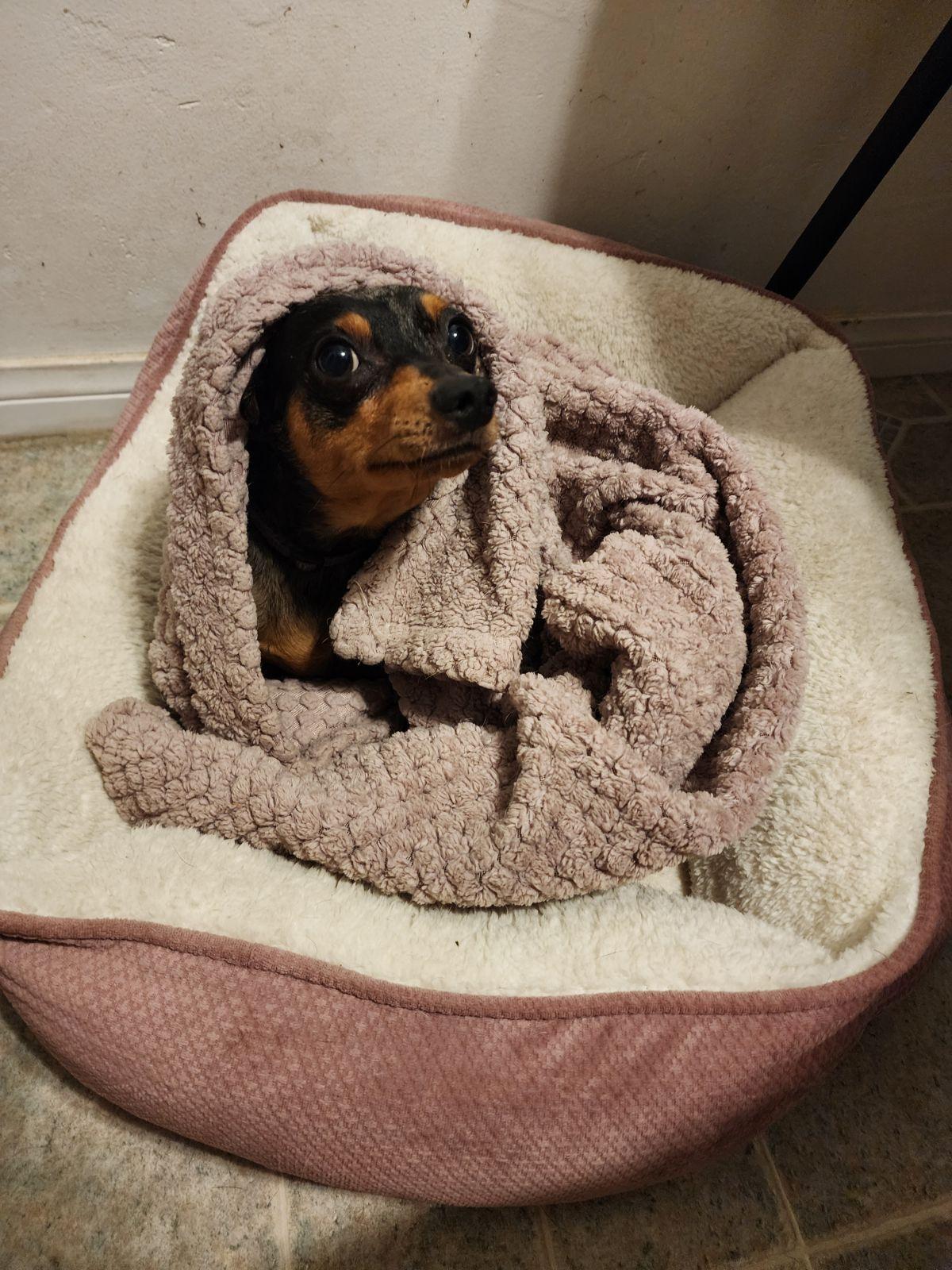 Hank, a Adopted Miniature Pinscher in San Diego, CA image 2/3