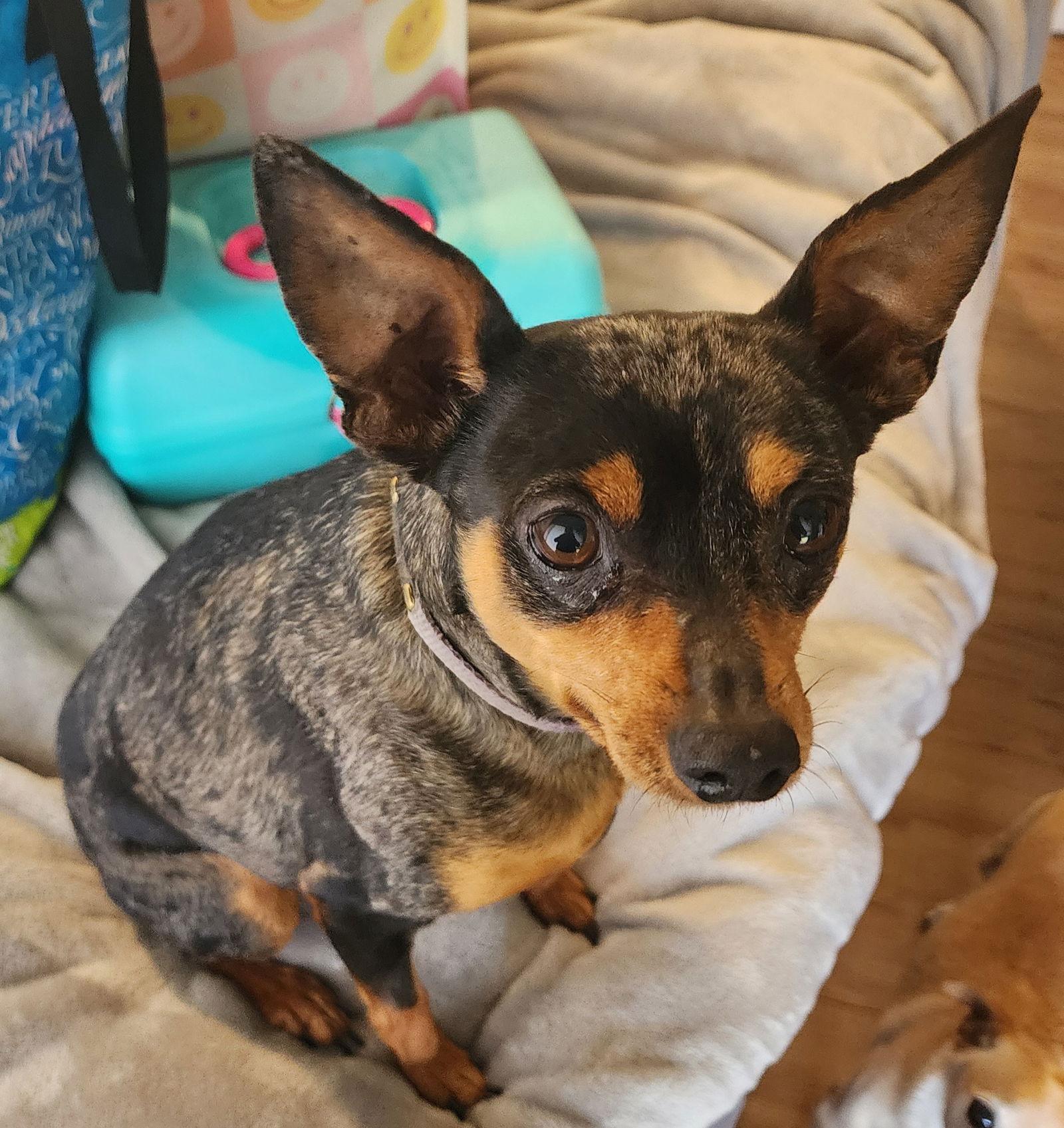 Hank, a Adopted Miniature Pinscher in San Diego, CA image 3/3