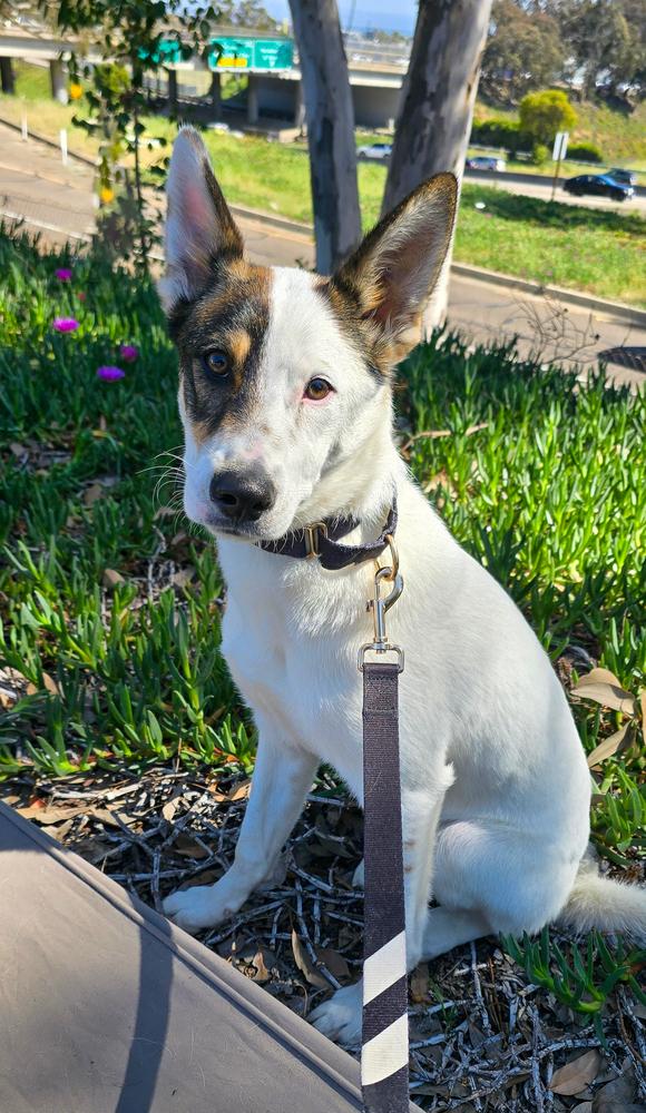 Collin, ADOPTABLE, Adult • Male, Australian Kelpie.