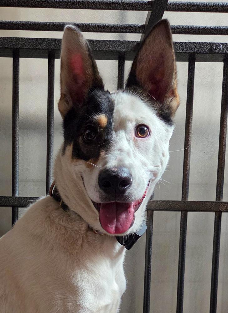 Enlarge Collin, a Adoptable mixed breed in Jamul, CA image 3/5