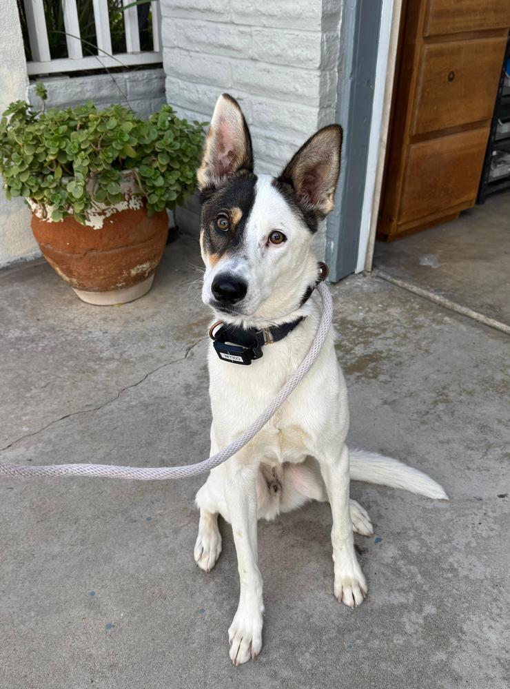 Enlarge Collin, a Adoptable mixed breed in Jamul, CA image 3/5