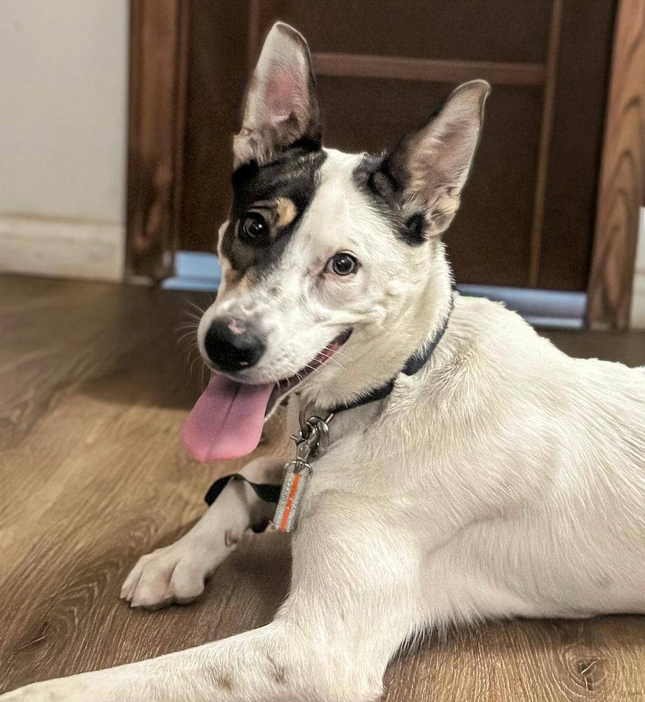 Enlarge Collin, a Adoptable mixed breed in Jamul, CA image 4/5