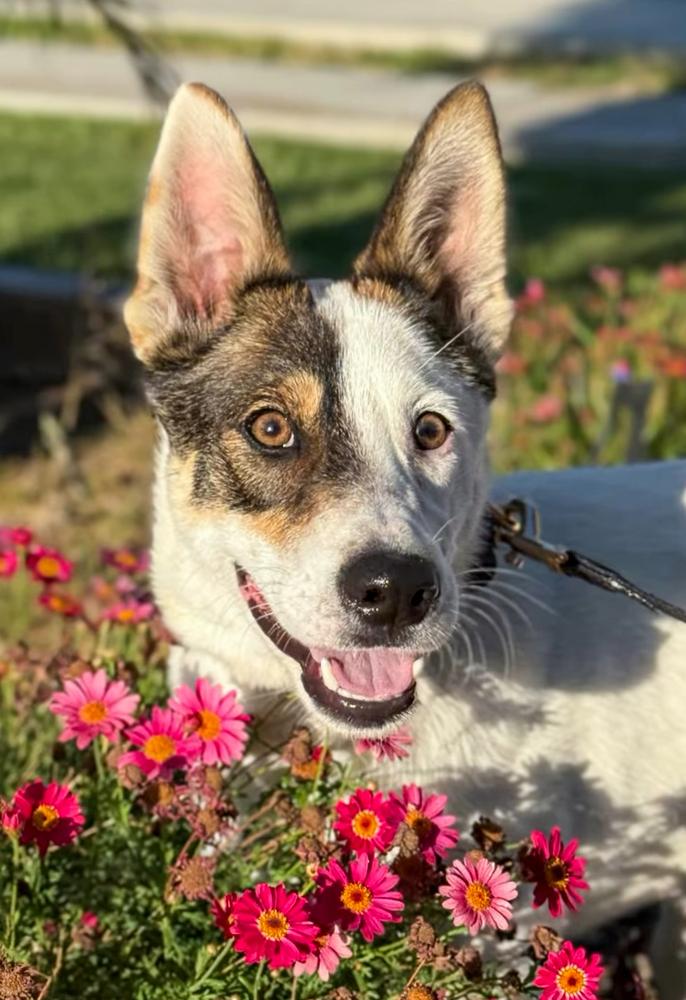 Enlarge Collin, a Adoptable mixed breed in Jamul, CA image 5/5