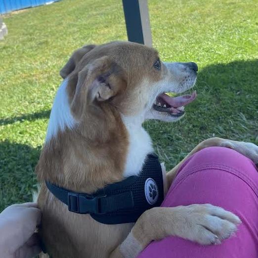 Stitch, Adoptable, Adult Male Mixed Breed.