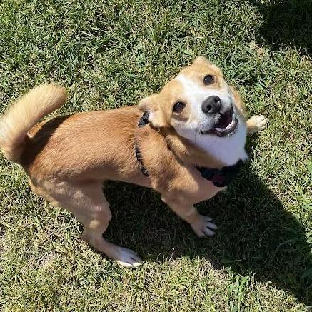 Enlarge Stitch, a Adoptable Mixed Breed in Fletcher, NC image 2/5