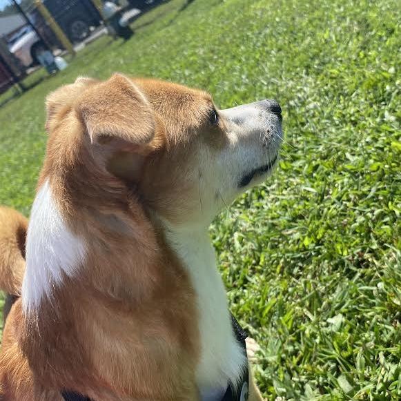 Enlarge Stitch, a Adoptable Mixed Breed in Fletcher, NC image 3/5