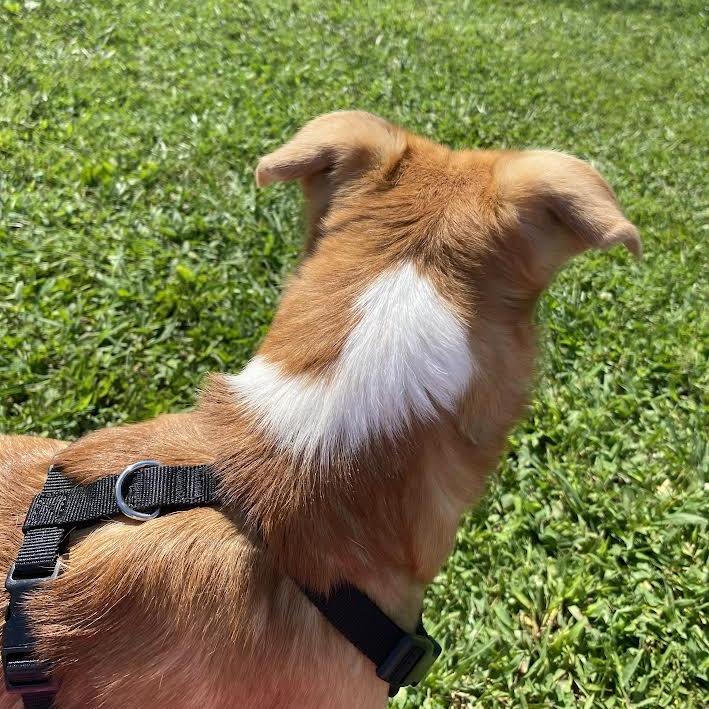 Enlarge Stitch, a Adoptable Mixed Breed in Fletcher, NC image 4/5