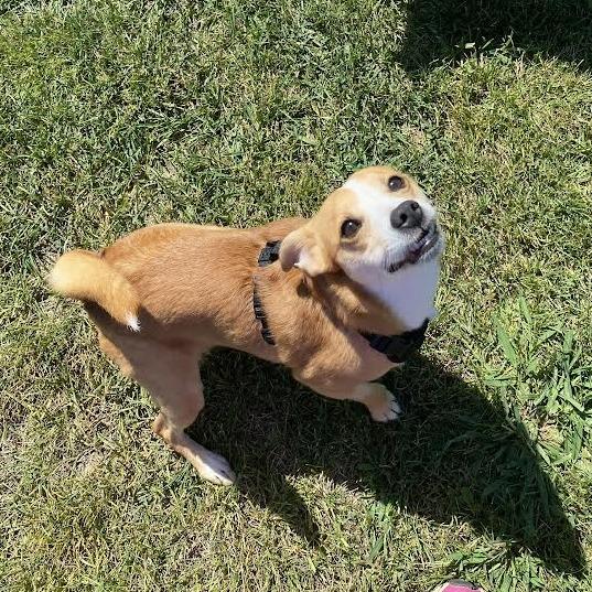 Enlarge Stitch, a Adoptable Mixed Breed in Fletcher, NC image 5/5