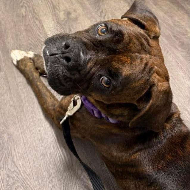 Rosa Bell, an adopted Boxer in Tallahassee, FL image 2/3