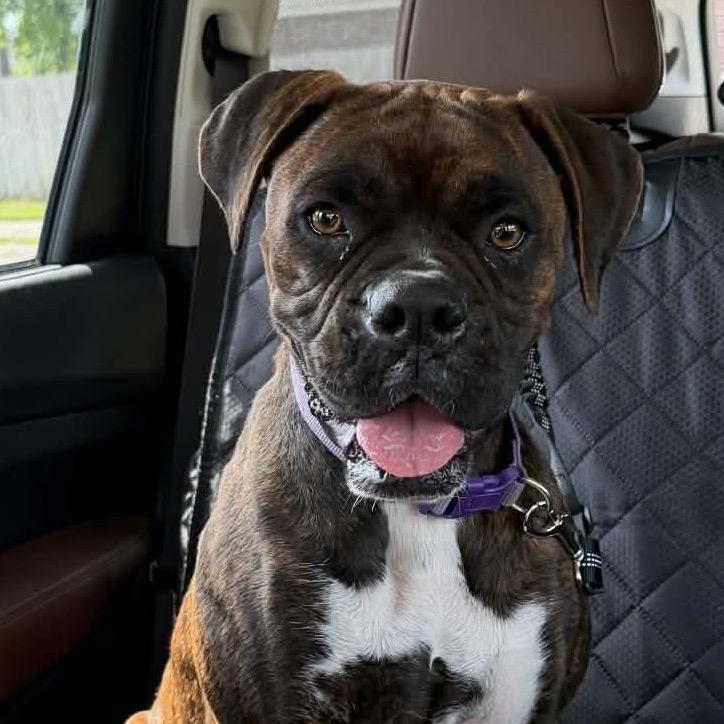 Rosa Bell, an adopted Boxer in Tallahassee, FL image 3/3
