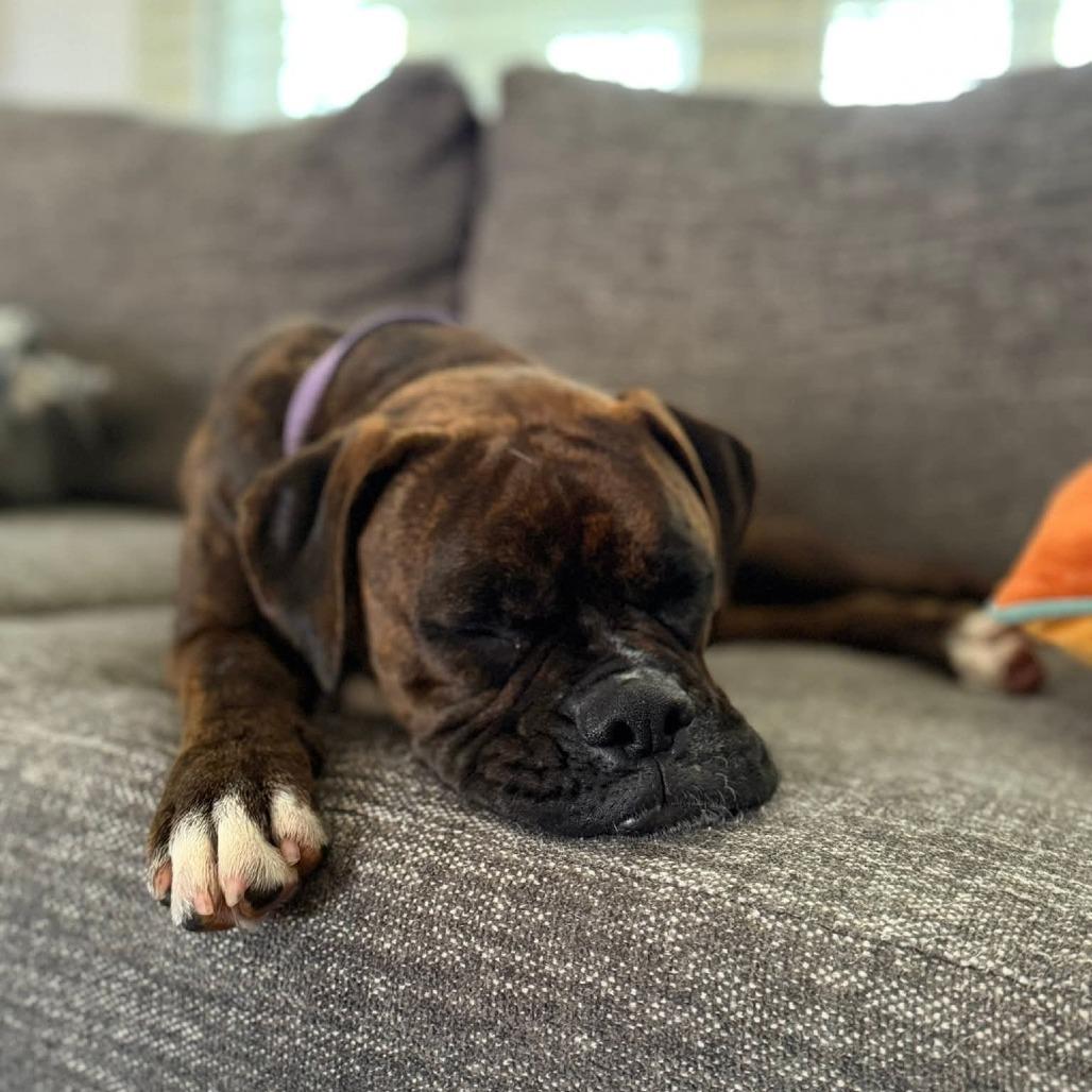 Rosa Bell, adopted, Young Female Boxer.