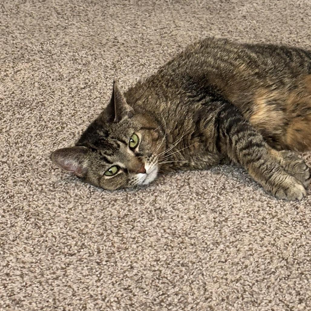 Enlarge Tigress, a Adoptable mixed breed in West Olive, MI image 1/6