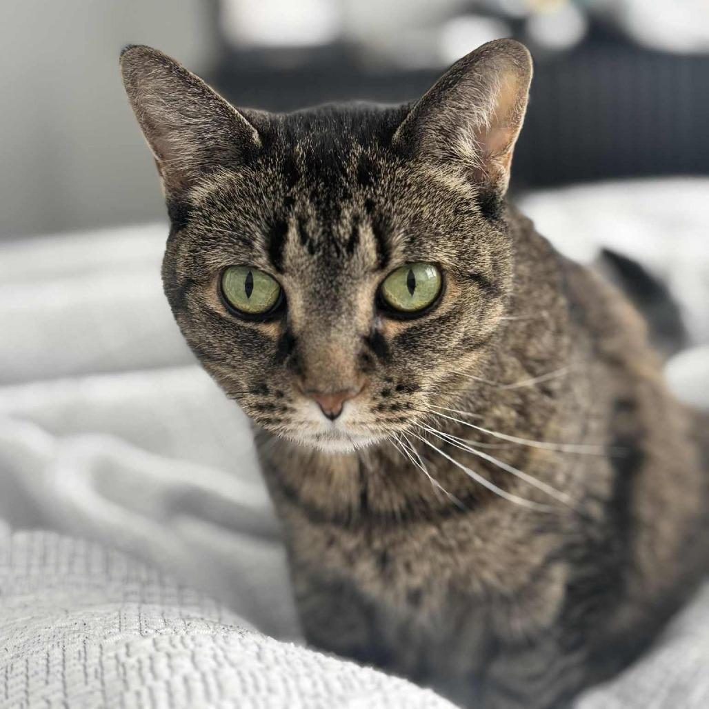 Enlarge Tigress, a Adoptable mixed breed in West Olive, MI image 2/6