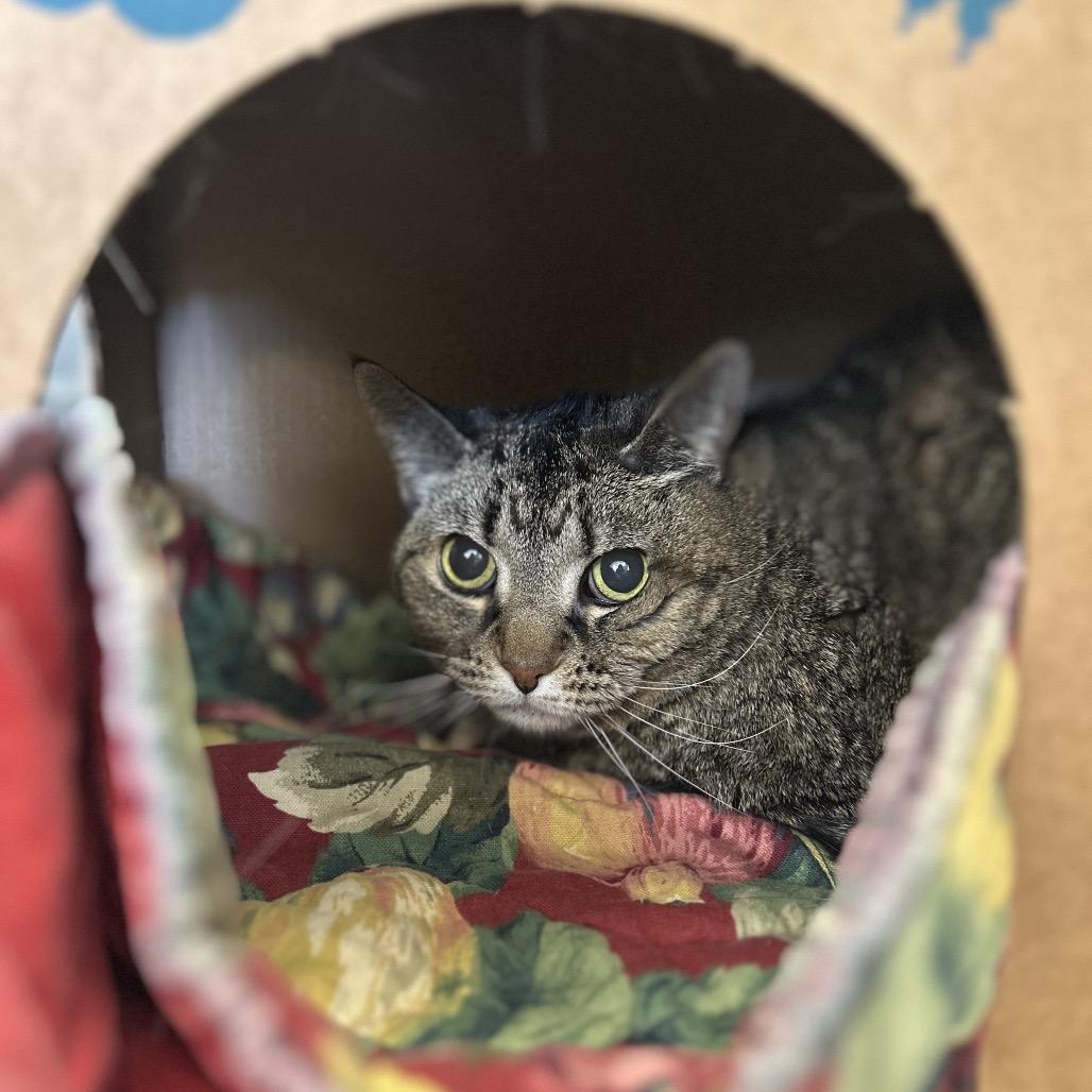 Enlarge Tigress, a Adoptable mixed breed in West Olive, MI image 3/6