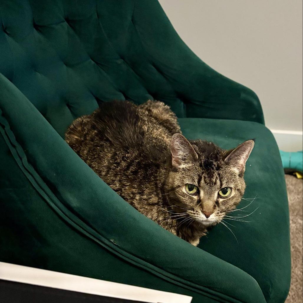 Enlarge Tigress, a Adoptable mixed breed in West Olive, MI image 4/6