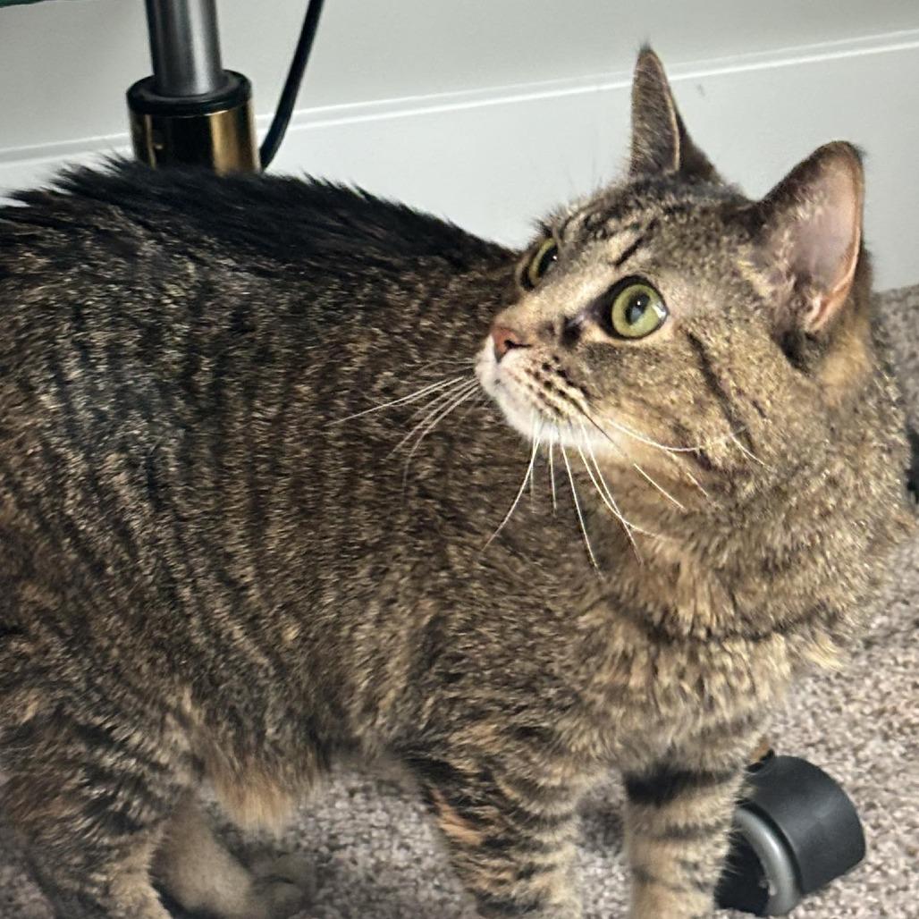 Enlarge Tigress, a Adoptable mixed breed in West Olive, MI image 6/6