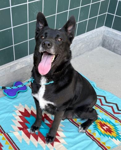 Enlarge GEMMA, a Adoptable mixed breed in Rancho Cucamonga, CA image 1/1