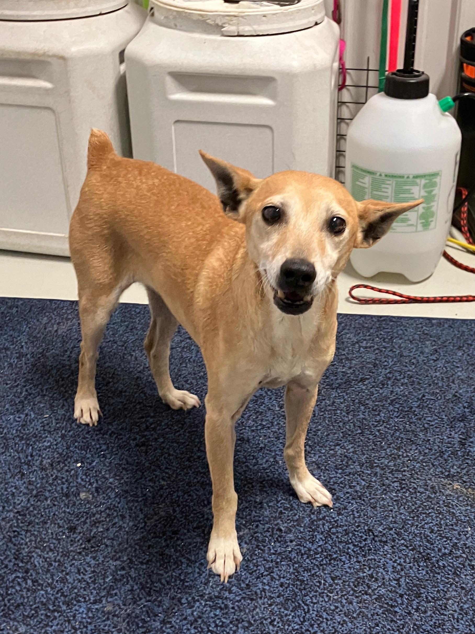 Little Bit, ADOPTABLE, Senior Female Feist.