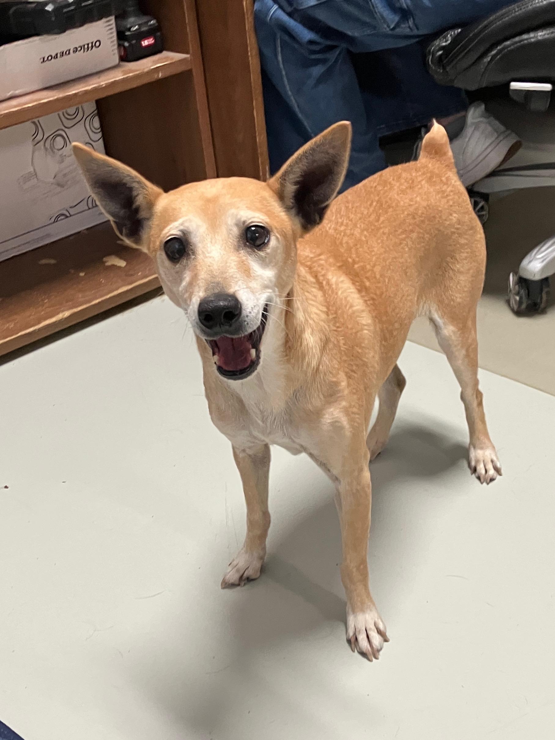 Enlarge Little Bit, a ADOPTABLE Feist in Hartford, KY image 6/6