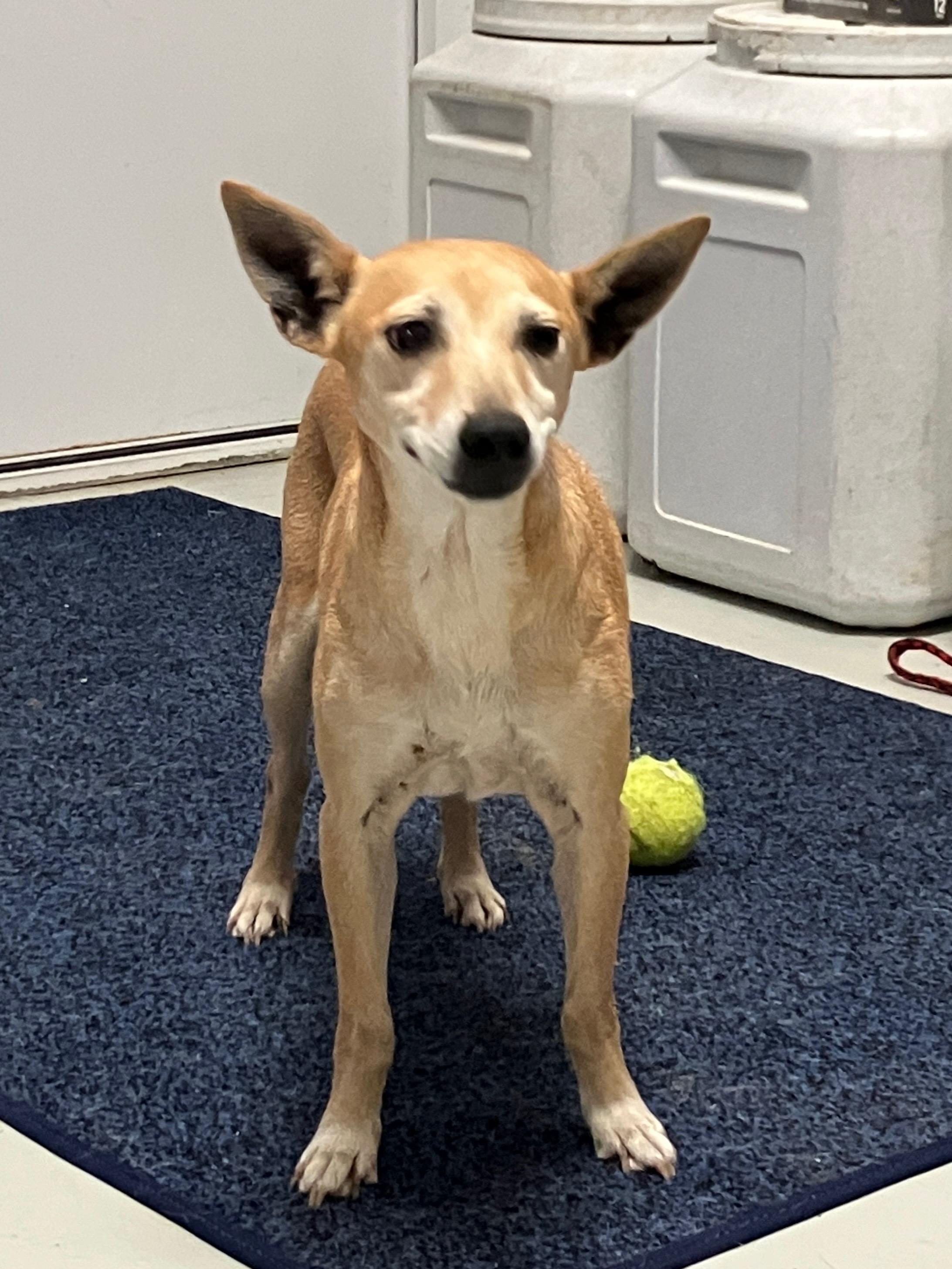 Enlarge Little Bit, a ADOPTABLE Feist in Hartford, KY image 3/6