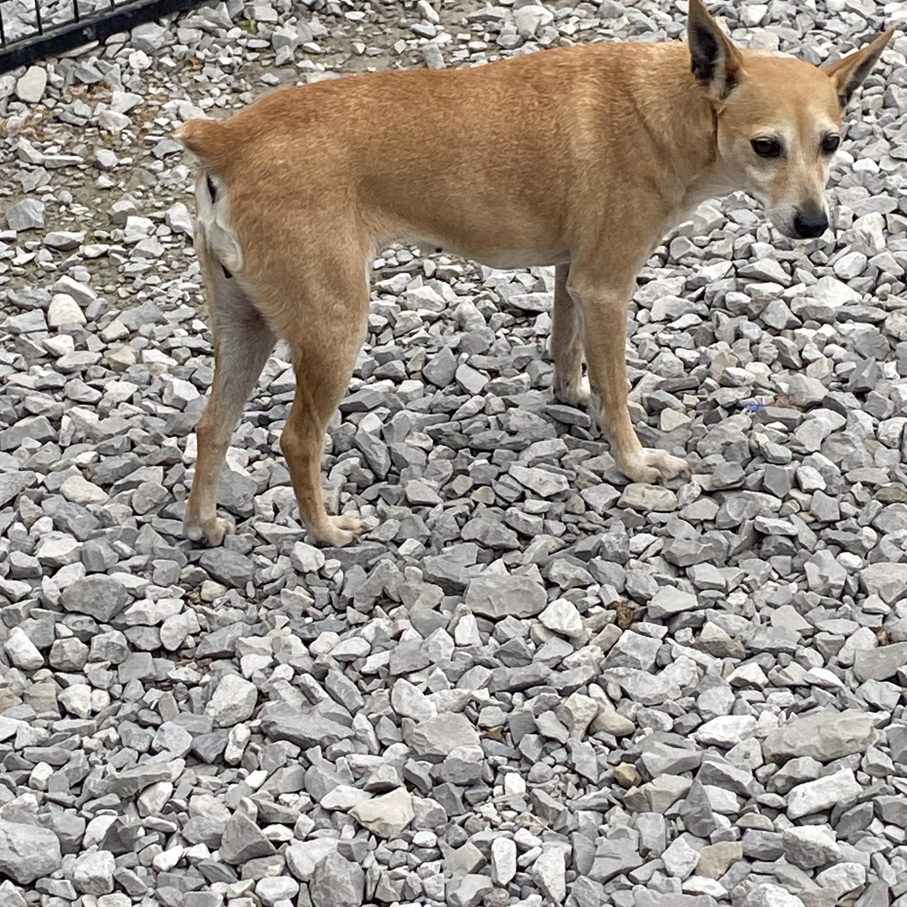 Enlarge Little Bit, a ADOPTABLE Feist in Hartford, KY image 4/6