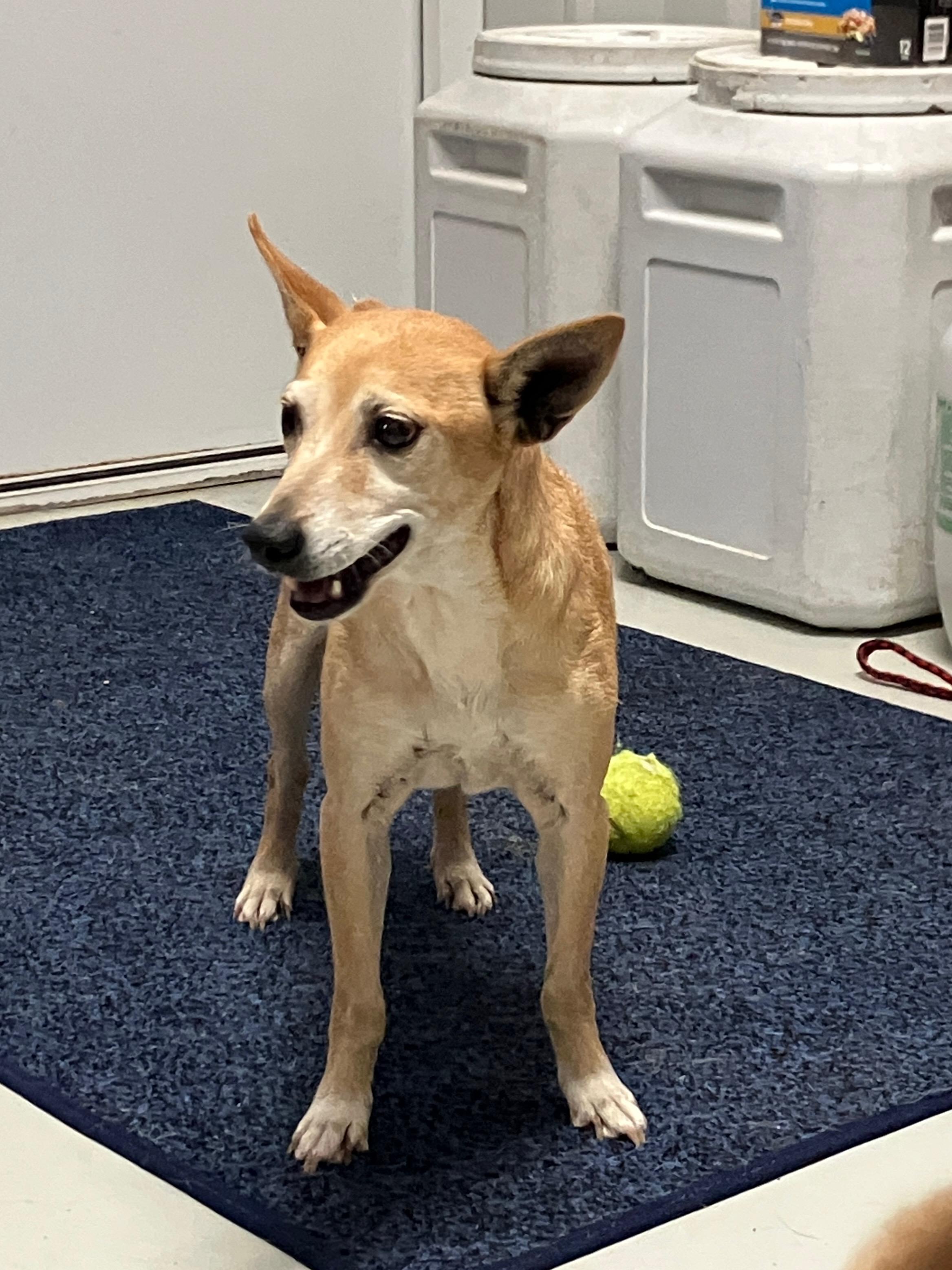 Enlarge Little Bit, a ADOPTABLE Feist in Hartford, KY image 5/6