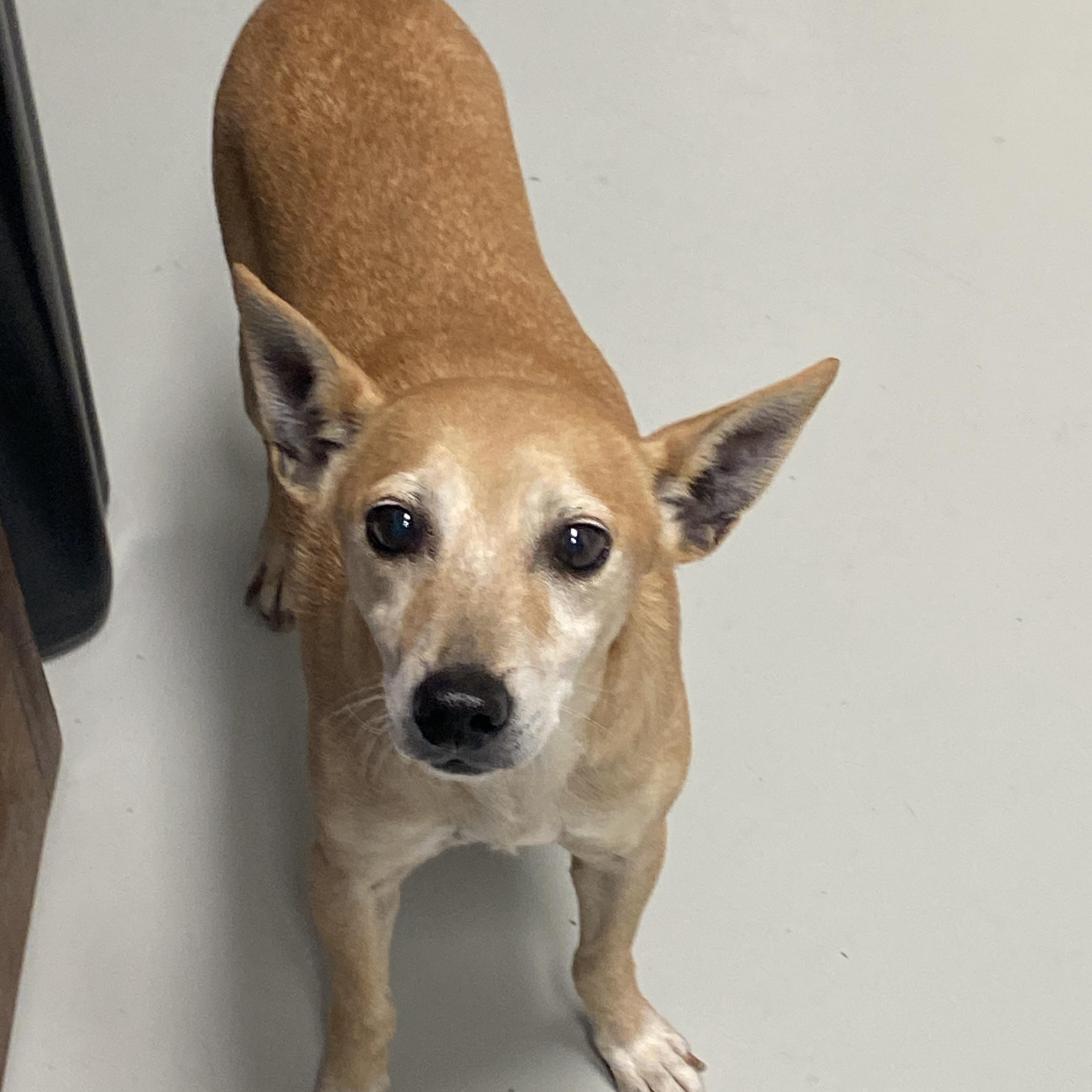 Enlarge Little Bit, a ADOPTABLE Feist in Hartford, KY image 2/6