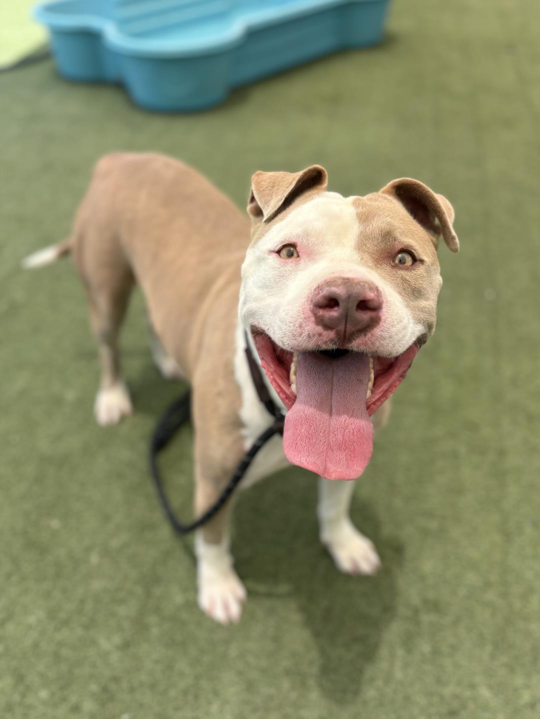 FLUFFY, Adoptable, Adult Male Pit Bull Terrier.