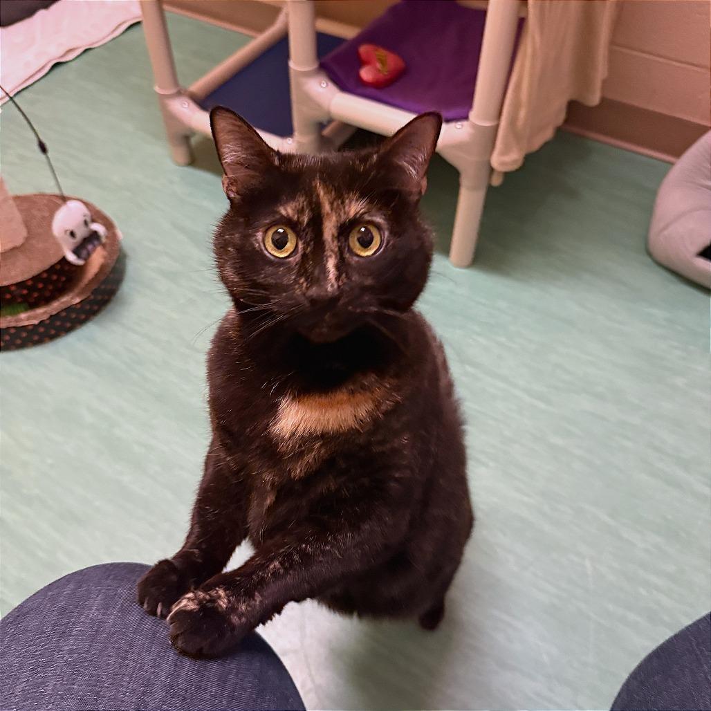 Prada, Adoptable, Adult Female Domestic Short Hair.