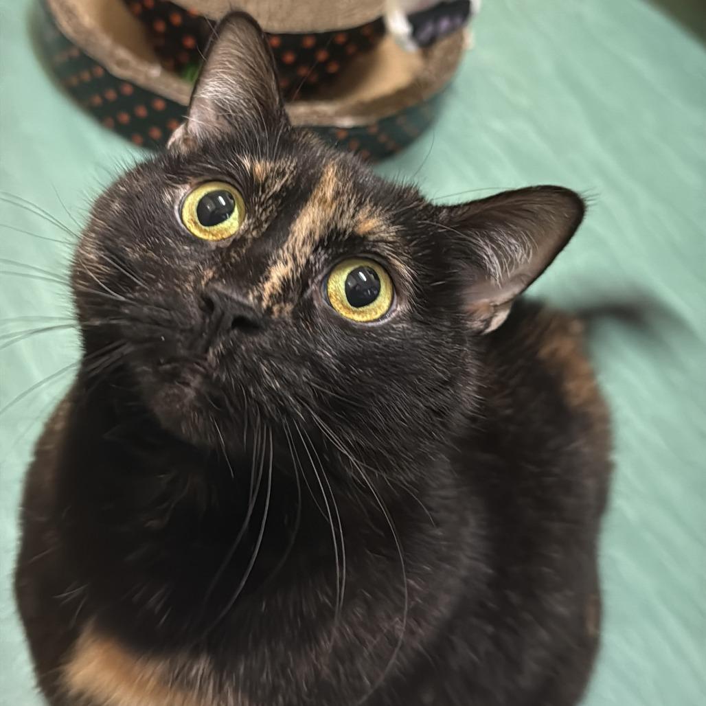 Enlarge Prada, a Adoptable Domestic Short Hair in Pittsburgh, PA image 2/6