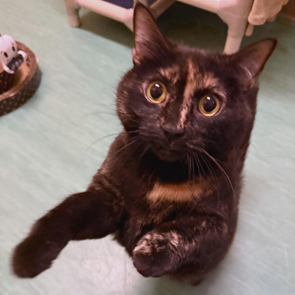 Enlarge Prada, a Adoptable Domestic Short Hair in Pittsburgh, PA image 3/6