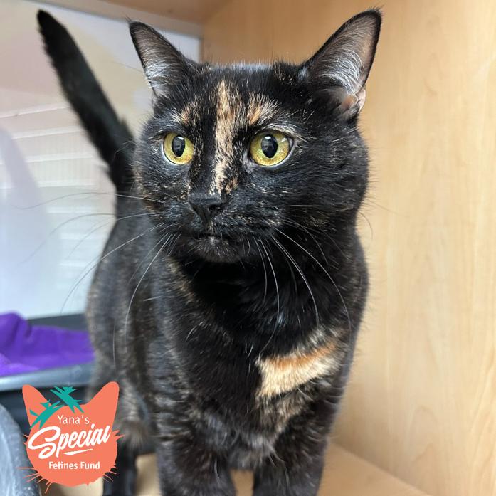 Enlarge Prada, a Adoptable Domestic Short Hair in Pittsburgh, PA image 4/6