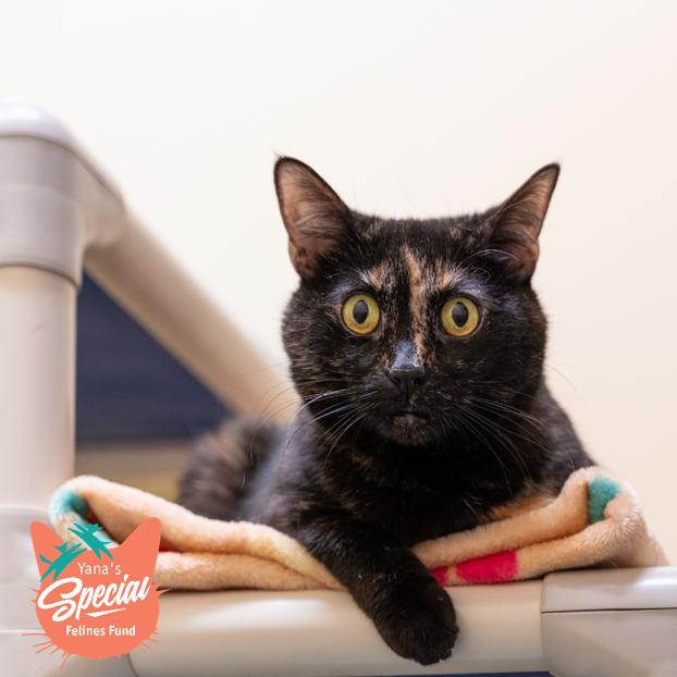 Enlarge Prada, a Adoptable Domestic Short Hair in Pittsburgh, PA image 5/6