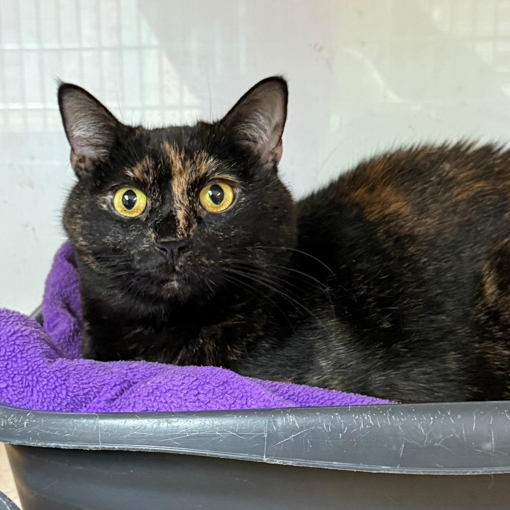 Enlarge Prada, a Adoptable Domestic Short Hair in Pittsburgh, PA image 6/6