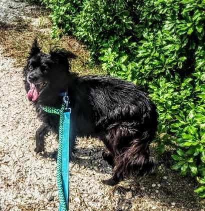 Enlarge Stella-HOMELESS AT 15, a Adoptable mixed breed in Oak Ridge, NJ image 1/5