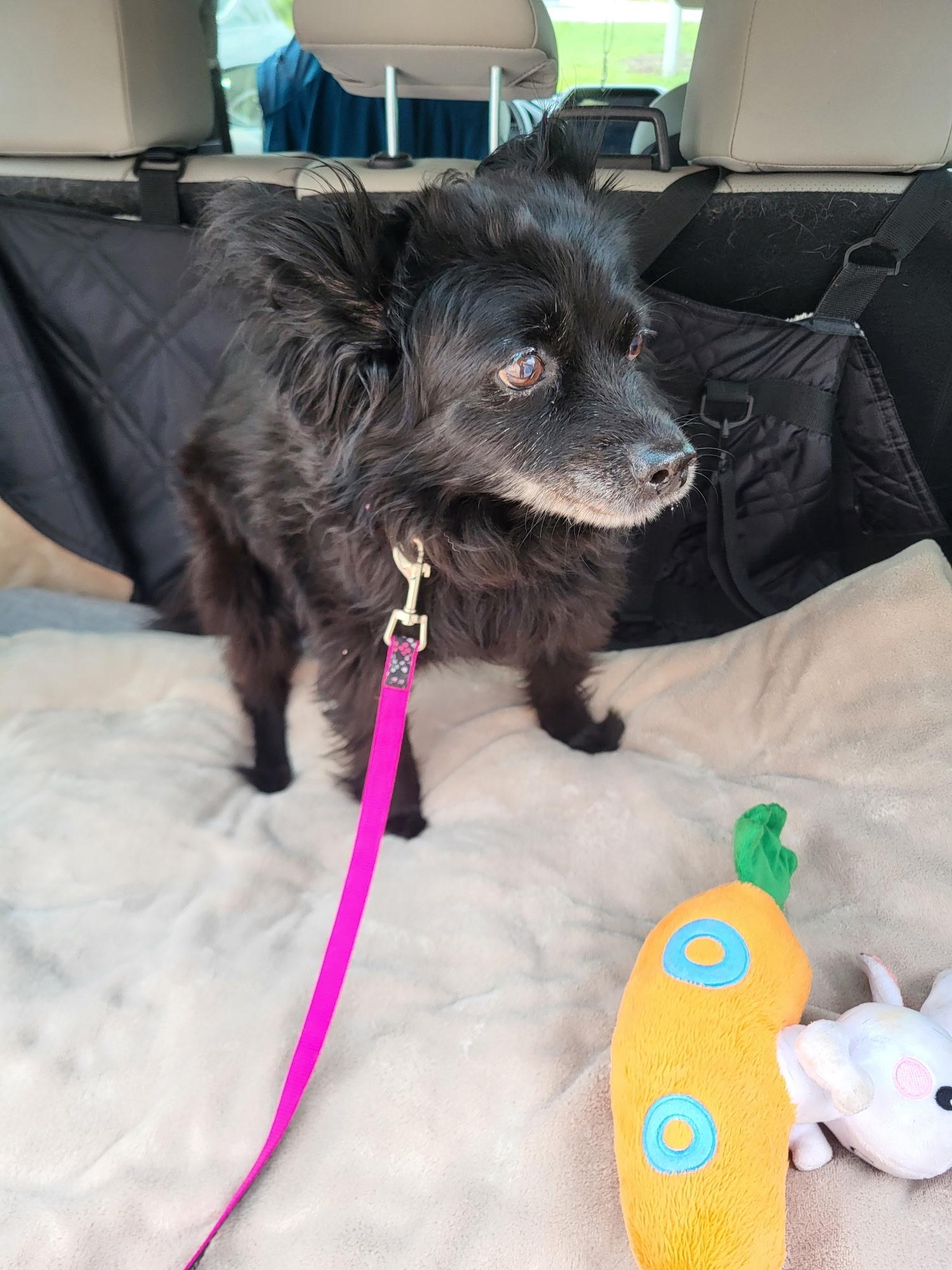 Enlarge Stella-HOMELESS AT 15, a Adoptable mixed breed in Oak Ridge, NJ image 2/5