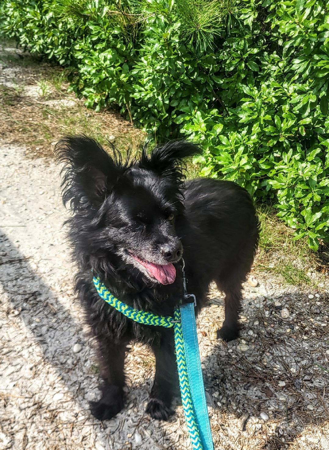 Enlarge Stella-HOMELESS AT 15, a Adoptable mixed breed in Oak Ridge, NJ image 4/5