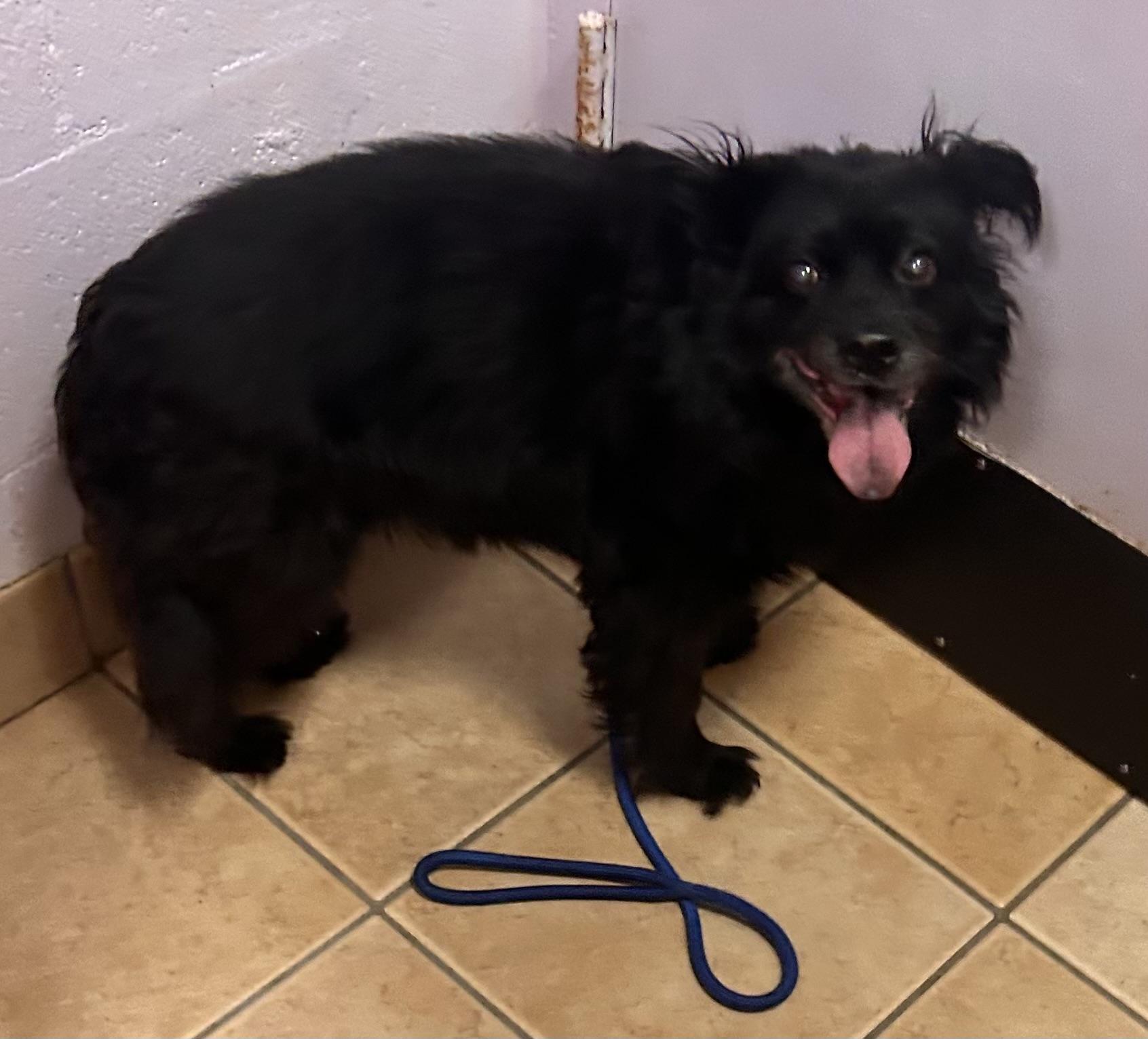 Enlarge Stella-HOMELESS AT 15, a Adoptable mixed breed in Oak Ridge, NJ image 5/5