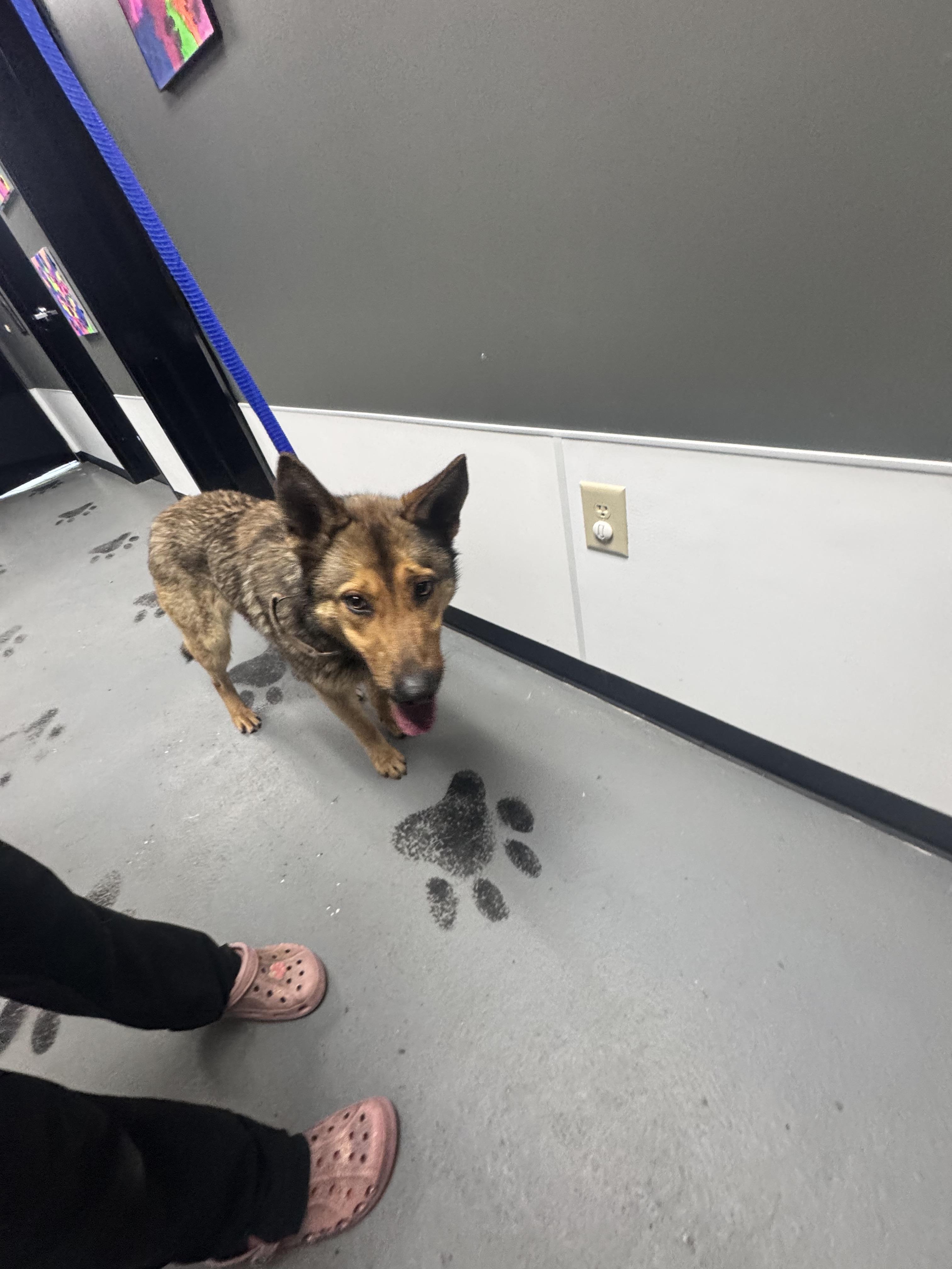 Enlarge Sarge, a ADOPTABLE German Shepherd Dog in Elizabethtown, NC image 1/1