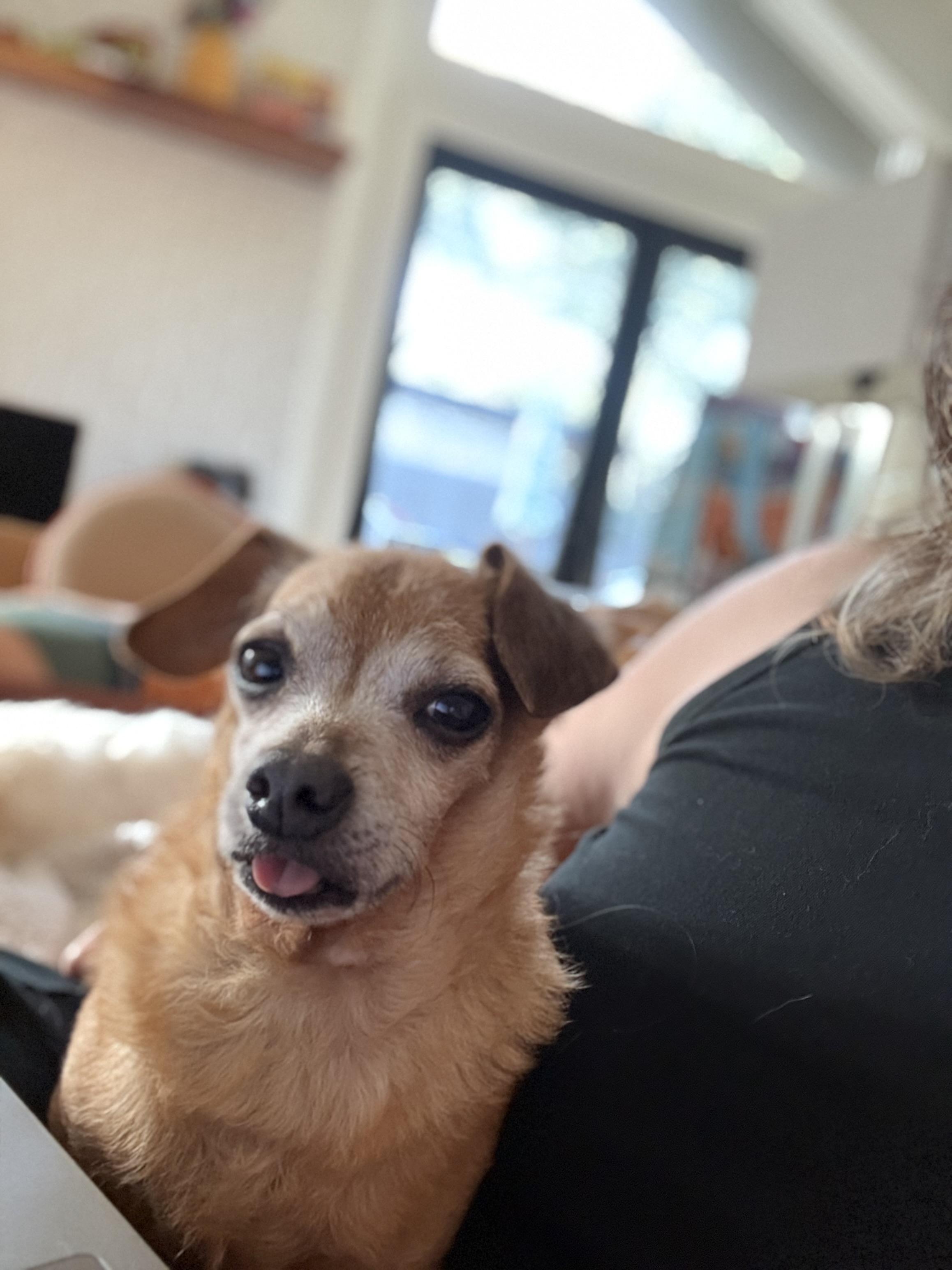 Enlarge Franklin, a Adoptable mixed breed in Austin, TX image 2/5