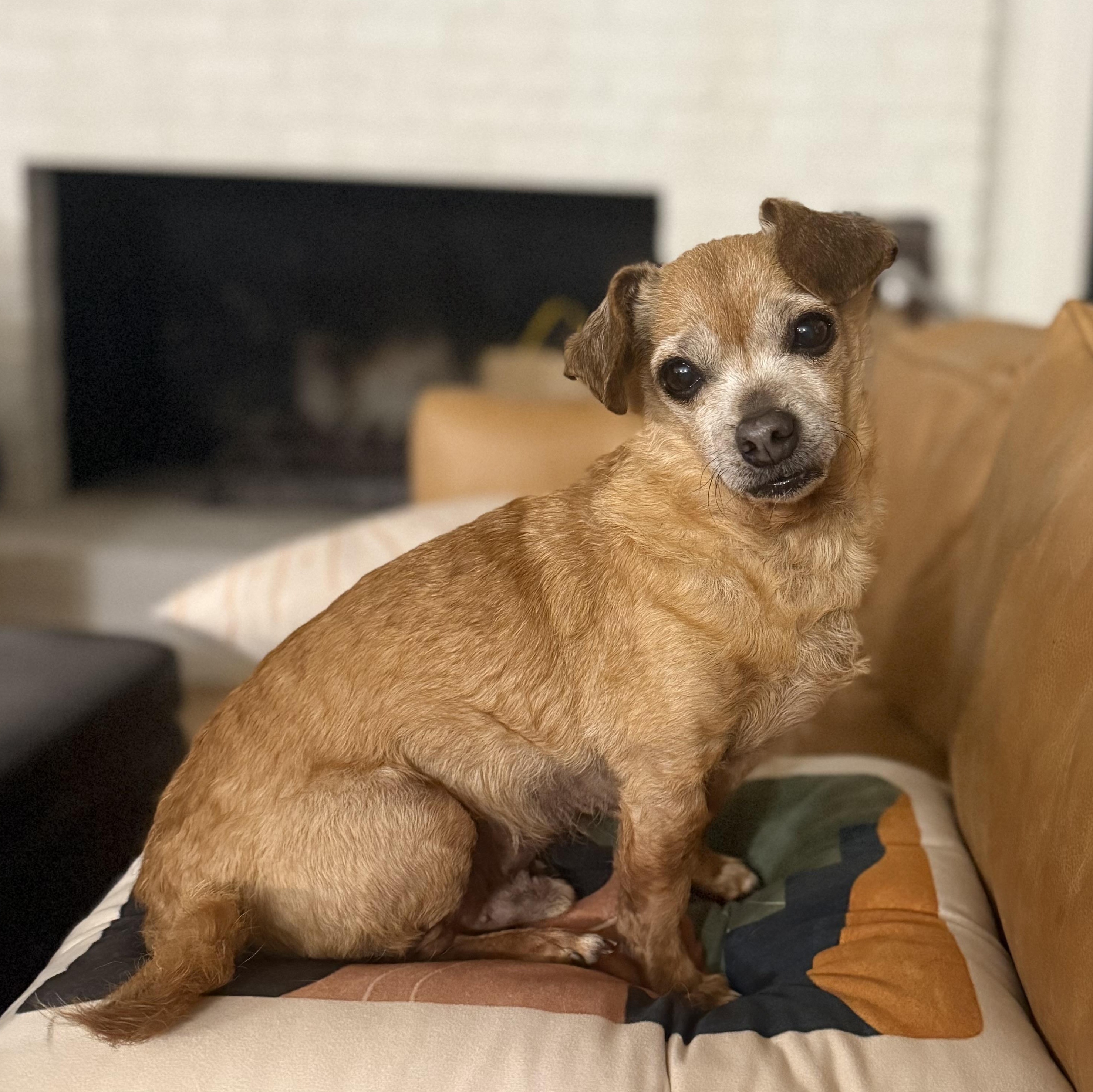 Franklin, Adoptable, Adult Male Chihuahua & Dachshund.