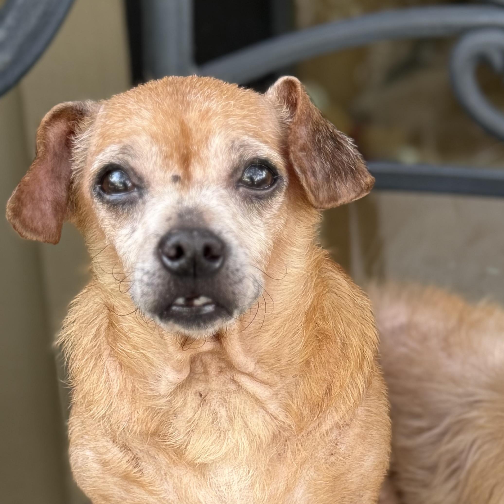 Franklin, Adoptable, Adult Male Chihuahua & Dachshund.