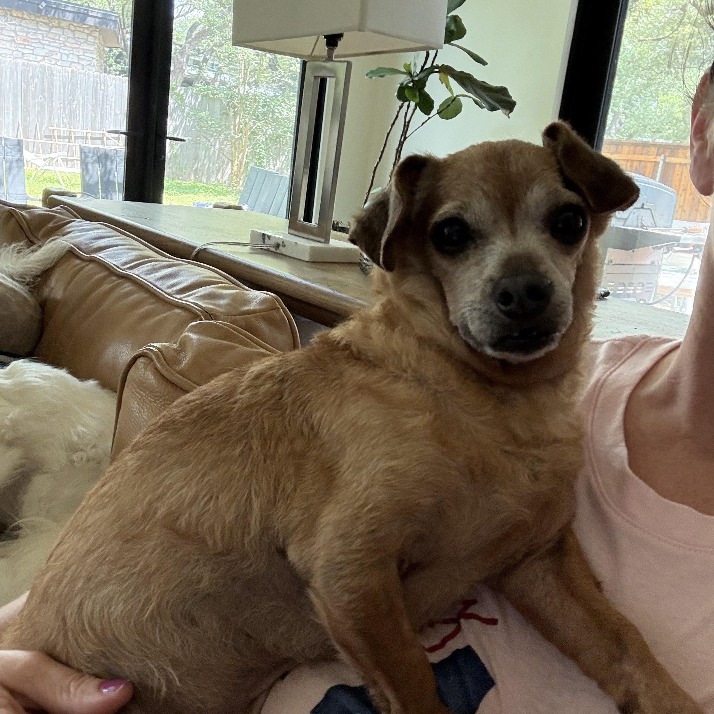 Enlarge Franklin, a Adoptable mixed breed in Austin, TX image 3/5