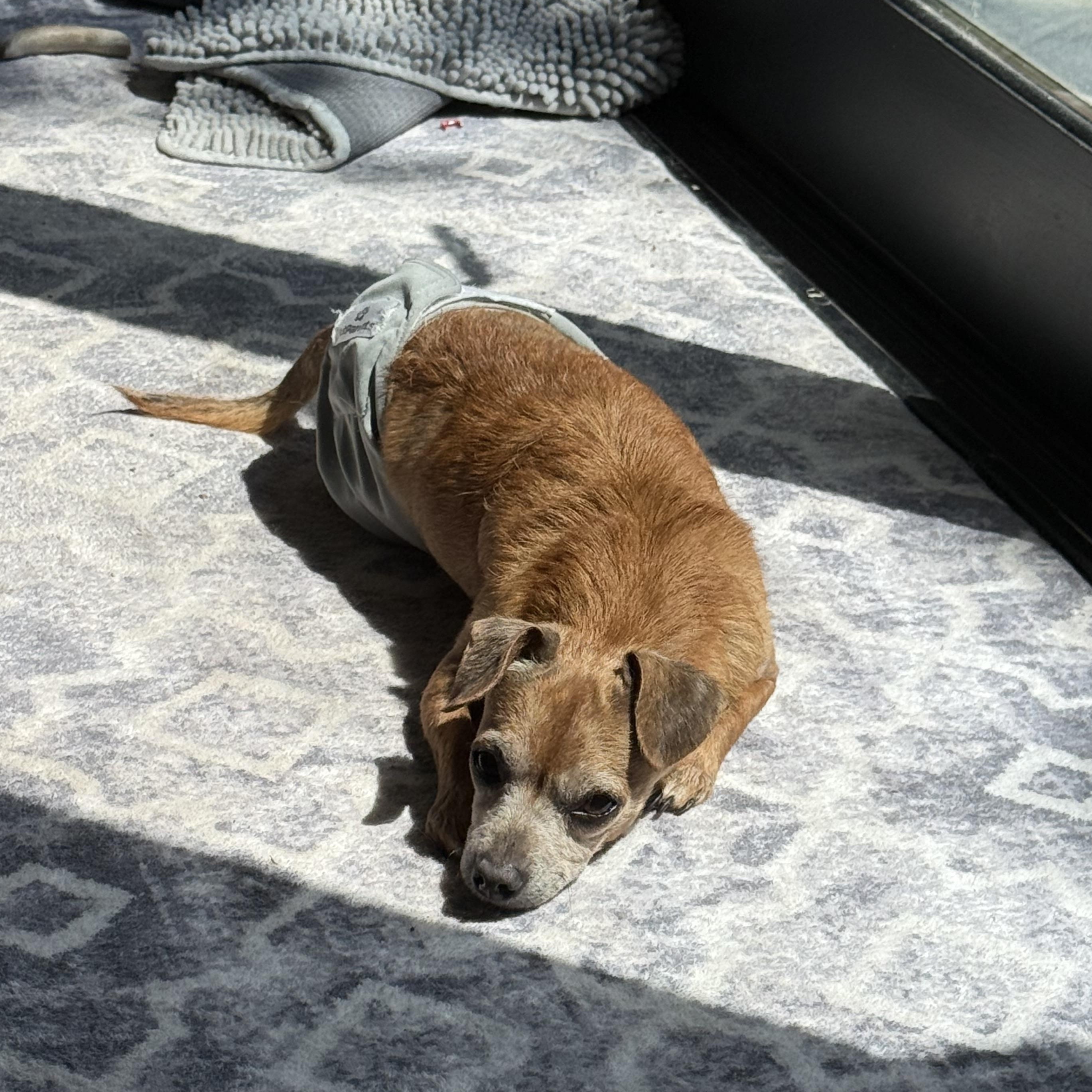 Enlarge Franklin, a Adoptable mixed breed in Austin, TX image 2/5