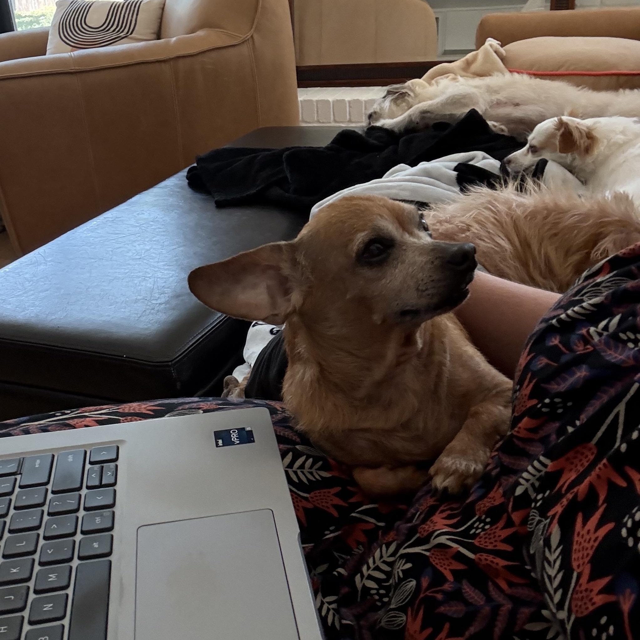 Enlarge Franklin, a Adoptable mixed breed in Austin, TX image 4/5