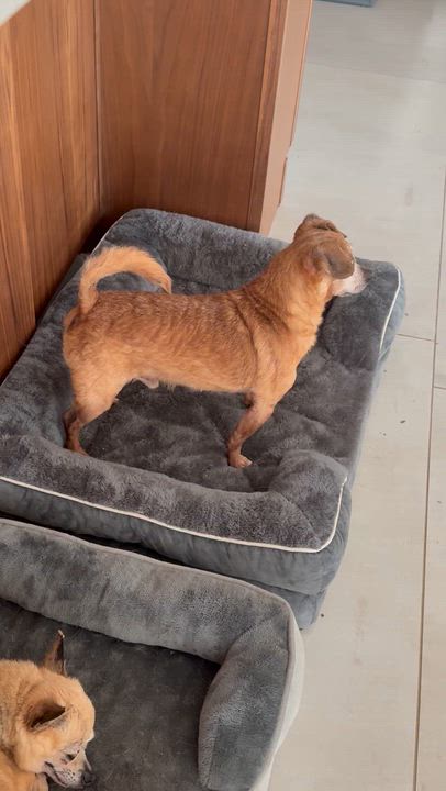 Enlarge Franklin, a Adoptable mixed breed in Austin, TX video 4/5